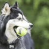 Pelotas para perro Kong SqueakAir - Image 2
