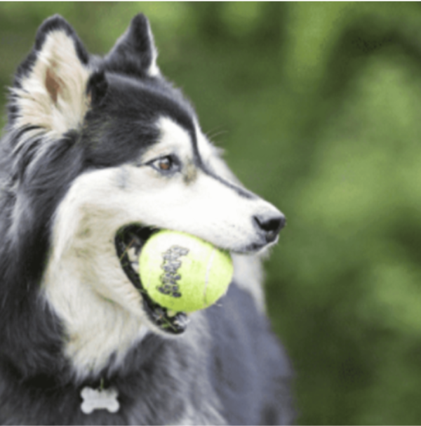 Pelotas para perro Kong SqueakAir - Image 2